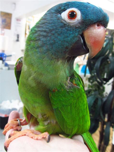 Blue Crowned Conure | Bird breeds, Conure parrots, Pet birds