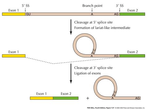 Gene Regulation III