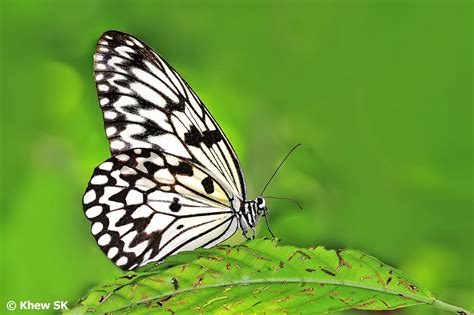 Butterflies of Singapore: Black and White