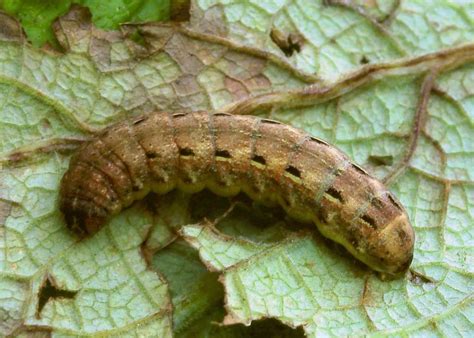 Caterpillars - East Scotland Branch - Butterfly ConservationE