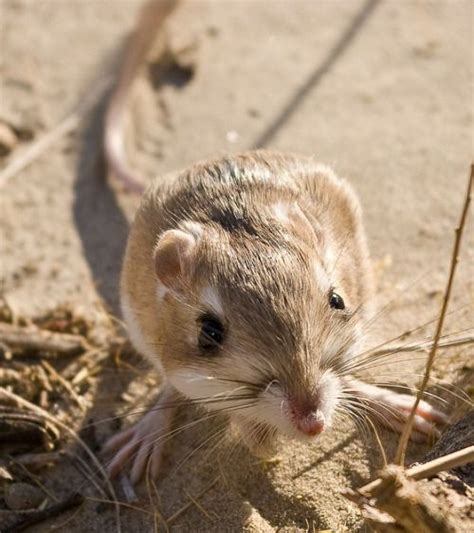 Desert Kangaroo Rat on Tumblr | Cute | Kangaroo rat, Cool pets, Tame animals