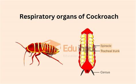 Respiration In Cockroach-Respiratory organs And Mechanism