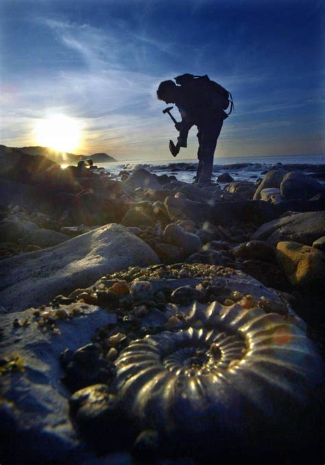 Fossils on the Jurassic Coast. By: Richard Austin | Jurassic coast, Fossils, Fossil hunting