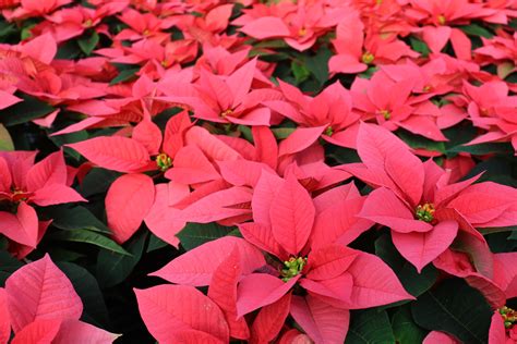 different colors of poinsettias