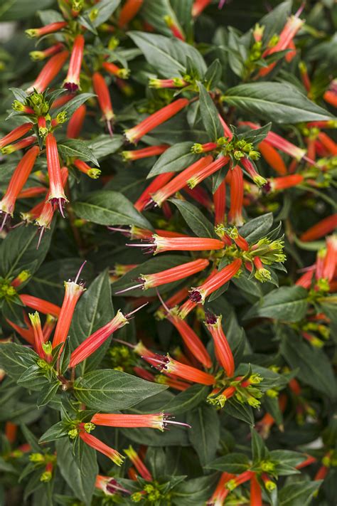 Vermillionaire® - Large Firecracker Plant - Cuphea hybrid | Proven Winners