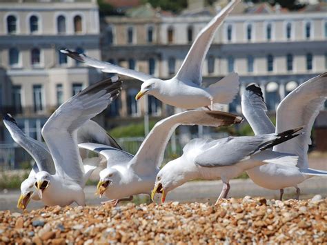 Herring Gull Bird Facts (Larus argentatus) | Birdfact