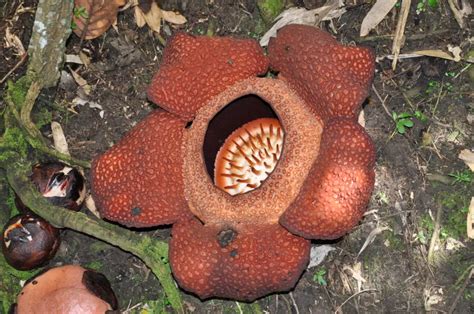 Rafflesia (Rafflesia) – A to Z Flowers