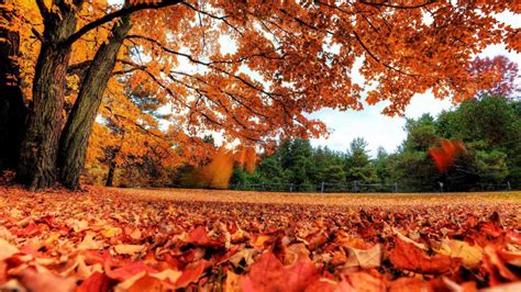 Park In Autumn HD desktop wallpaper : Widescreen : High Definition ...