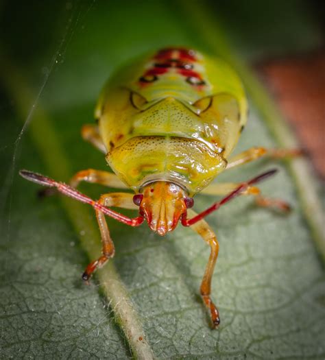 Green Insect · Free Stock Photo