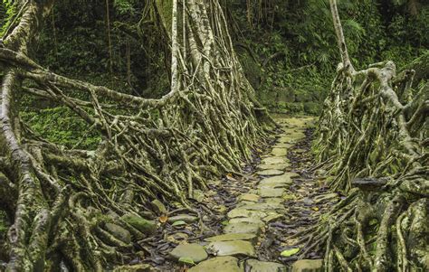 Man-Made ‘Living Bridges’ … – Military Veterans and Patriots