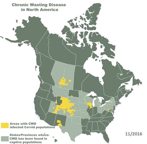 Chronic Wasting Disease (CWD): Should You Eat The Deer Meat? - Big Deer