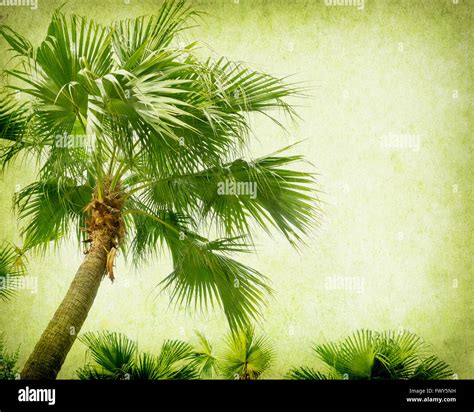 Palm leaf border hi-res stock photography and images - Alamy