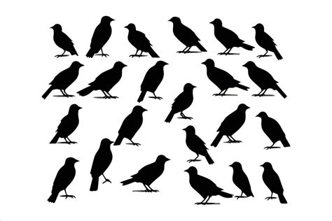 crow sitting vector silhouette isolated VectorPrint 36345287 Vector Art ...
