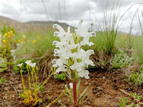 Flowers of Deosai National Park 3599490 Stock Photo at Vecteezy