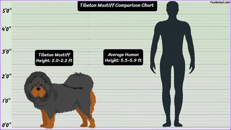 Tibetan Mastiff Size: How Big Are They Compared To Others?