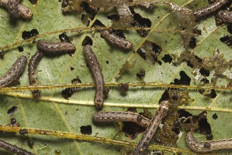 Noctuidae, Variegated Cutworm, larvae - Peridroma saucia - BugGuide.Net