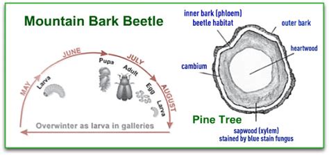 Left: A diagram of the life cycle of a mountain pine beetle (by Alberta... | Download Scientific ...