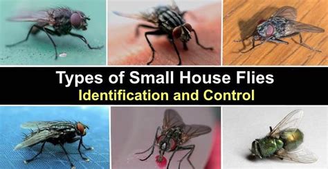 Types of Small House Flies – Identification and Control | Small house, Picture identification ...