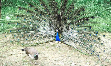 Peacocks: Peacock Reproductive/Mating Behavior