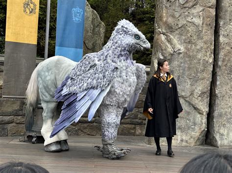 PHOTOS, VIDEO: Hippogriff Magical Encounter at The Wizarding World of ...