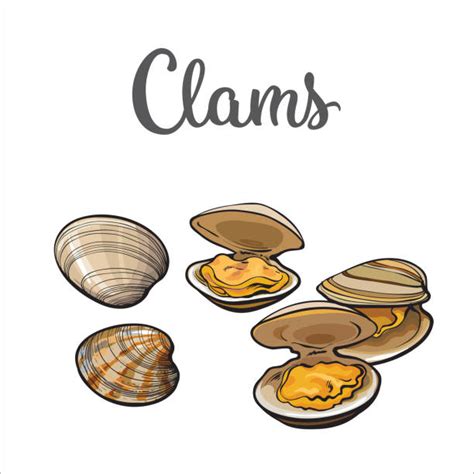 Clam Illustrations, Royalty-Free Vector Graphics & Clip Art - iStock