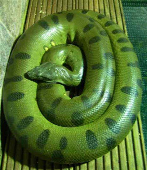 Green Anaconda - MY PETS