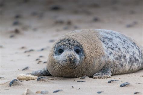 Gray Seal Numbers Are Rebounding After Near Extinction | Plants And Animals