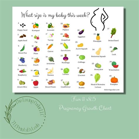 How Big is Baby Week-by-week Pregnancy Growth Chart 11 X 8.5 PDF Instant Download Unlimited ...