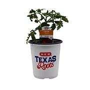 H-E-B Texas Roots Sugarloss Cherry Tomato Plant - Shop Potted Plants at ...