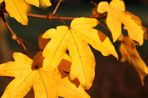 Leaves Yellow Autumn Fall free image download
