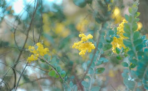 Yellow Ball Tree Flowers in Closeup Photo · Free Stock Photo