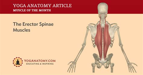 Erector Spinae Muscles Earth39s Lab