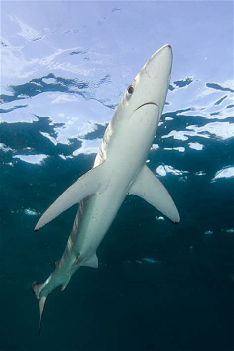 Blue shark pictures