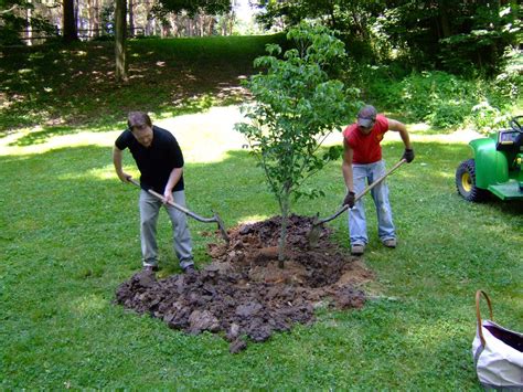 Increasing tree cover may be like a 'superfood' for community mental health | Architecture & Design