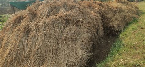 Open Shed Peddy Straw Bundles Of Paddy, Packaging Type: Loose at Rs 70/bundle in Ahmedabad