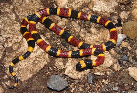 Can Identify These Texas Snakes? [QUIZ]