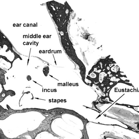 A typical histological section image of human temporal bone. | Download ...