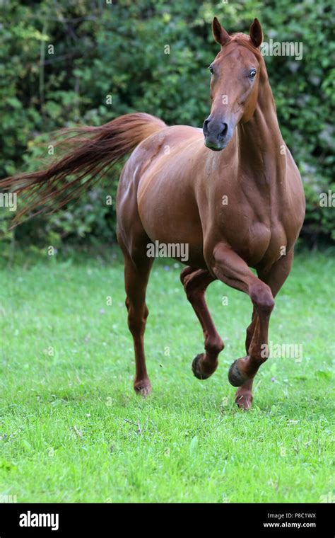 Gesture Westerberg, horse trotting in the pasture Stock Photo - Alamy