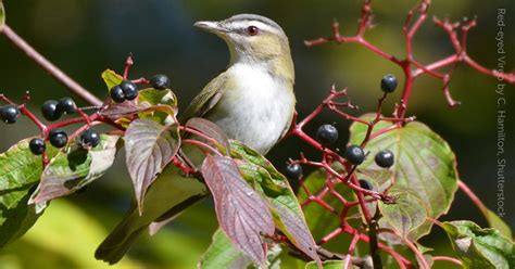 Red-eyed Vireo - American Bird Conservancy