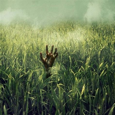 In The Tall Grass Review: Is the Netflix Horror Worth Watching?