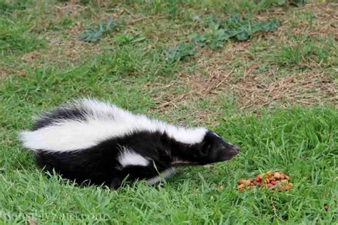 What Do Pet Skunks Eat?