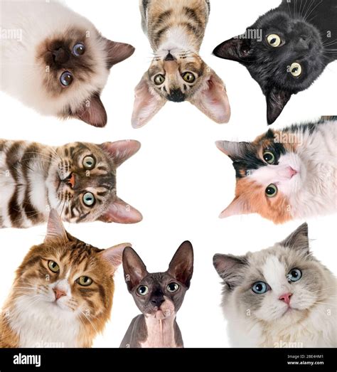 group of cats in front of white background Stock Photo - Alamy