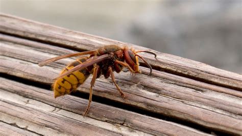 European Hornets | University of Maryland Extension