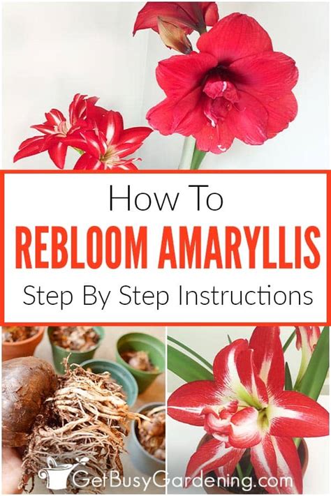 How To Rebloom Your Amaryllis in 4 Easy Steps! - Get Busy Gardening