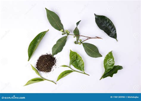 Different Types of Fresh Raw Green Tea Leaf Stock Photo - Image of background, aromatic: 198130998