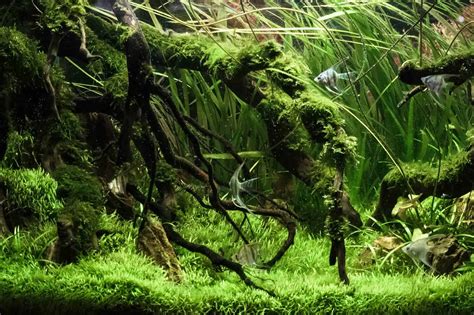 30+ Best Low Light Aquarium Plants: Easy Care, Carpet and More… | Fishkeeping World