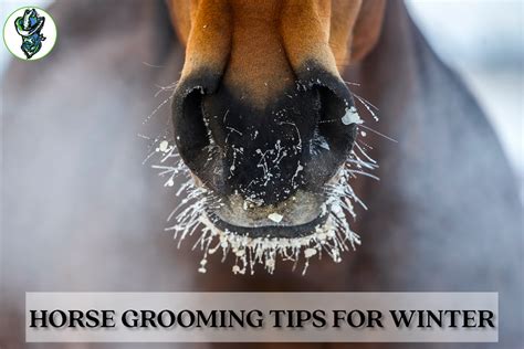 Horse Grooming Tips for Winter - Cowboy Magic