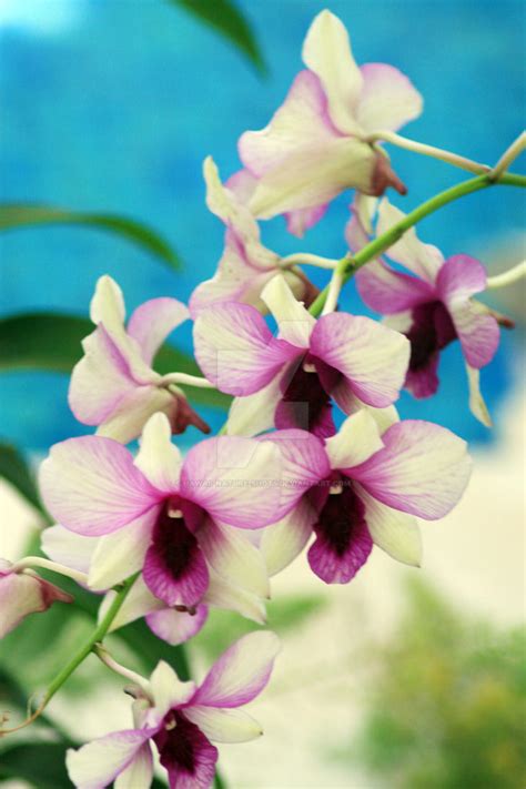 Orchids by hawaii-nature-shots on DeviantArt