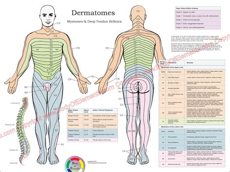 Dermatomes Nerve Poster