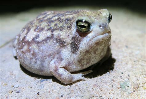 19 Desert Rain Frog Facts - Facts.net